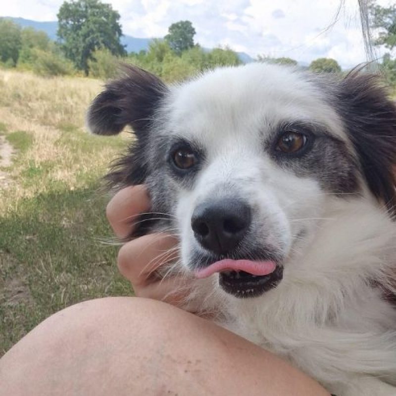 POMME - Chien à adopter - photo 7