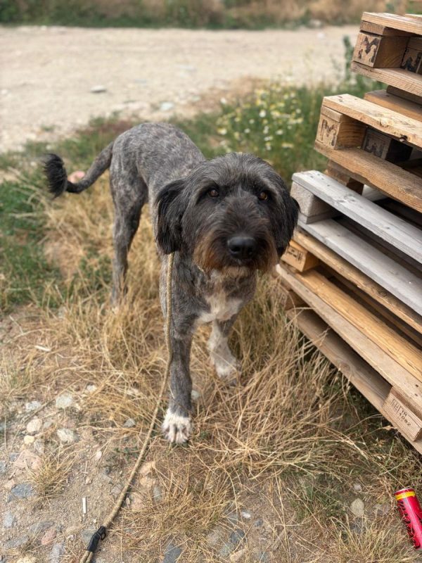 WINONA - Chien à adopter - photo 5