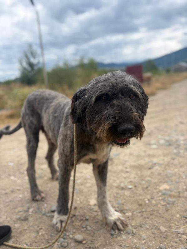 WINONA - Chien à adopter - photo 2