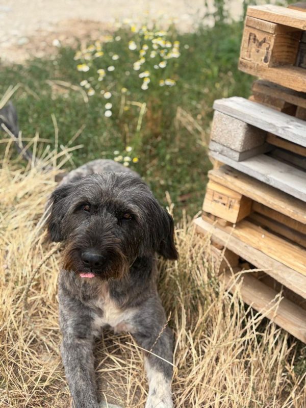 WINONA - Chien à adopter - photo 3
