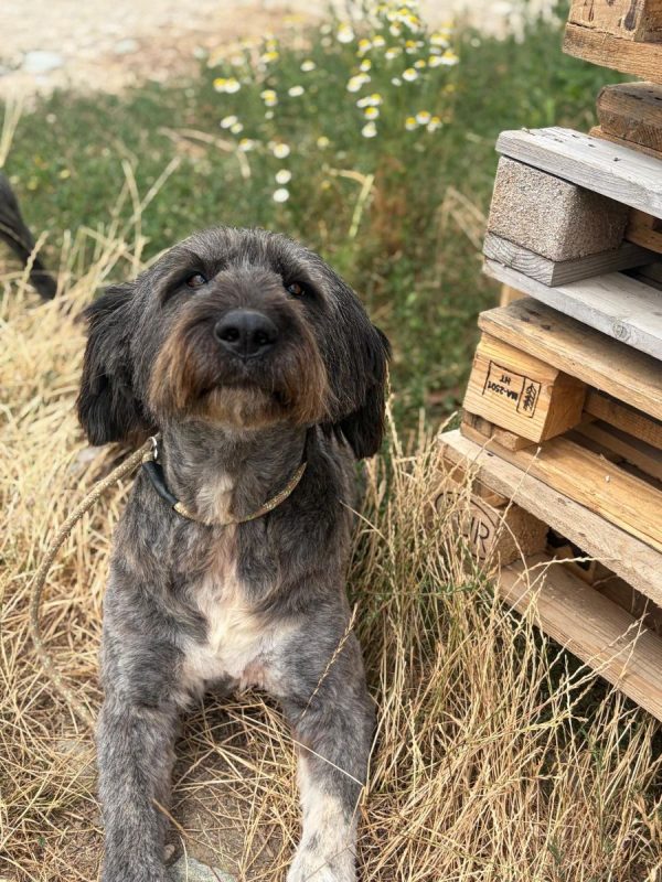 WINONA - Chien à adopter - photo 4