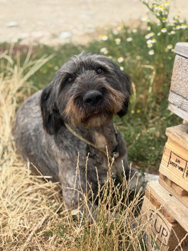 WINONA - Chien à adopter