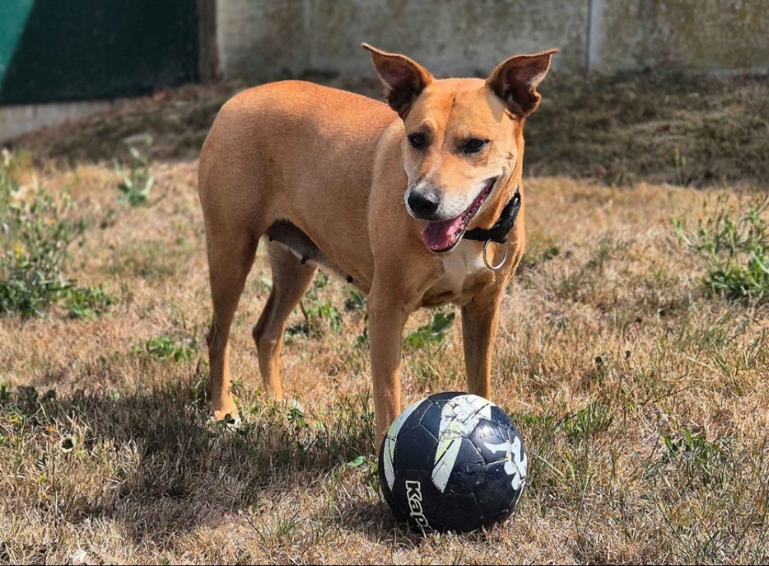 Waka - Chien à adopter - photo 2