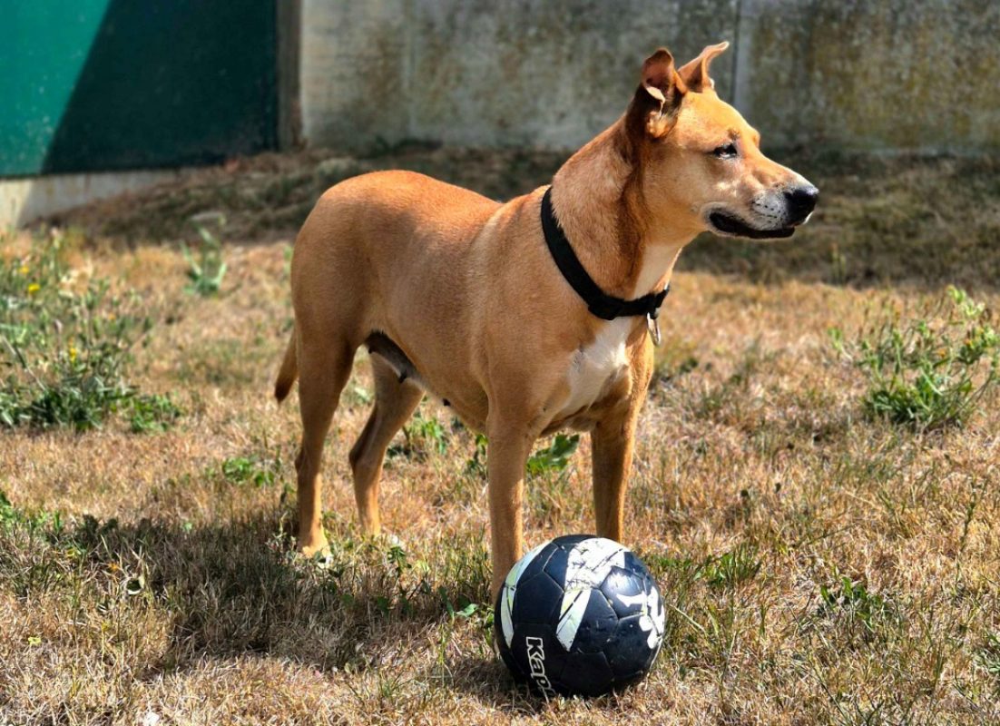 Waka - Chien à adopter - photo 3