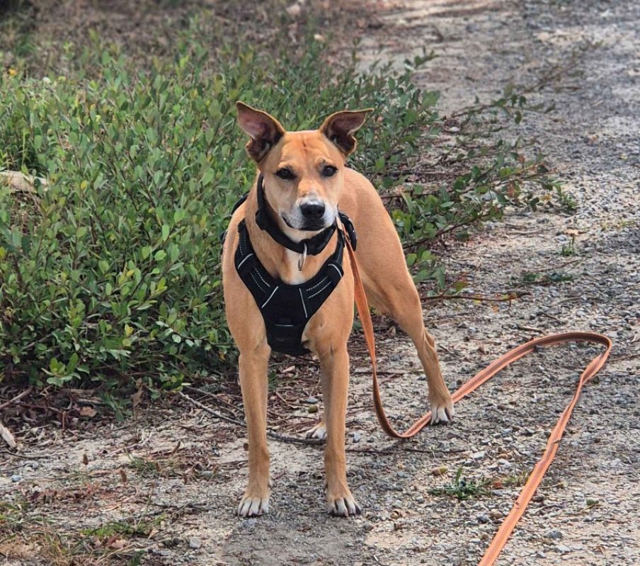 Waka - Chien à adopter