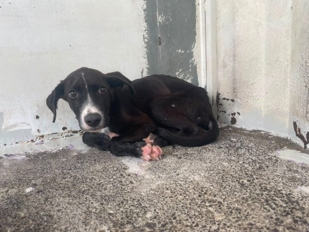 Bulle - Chien à adopter