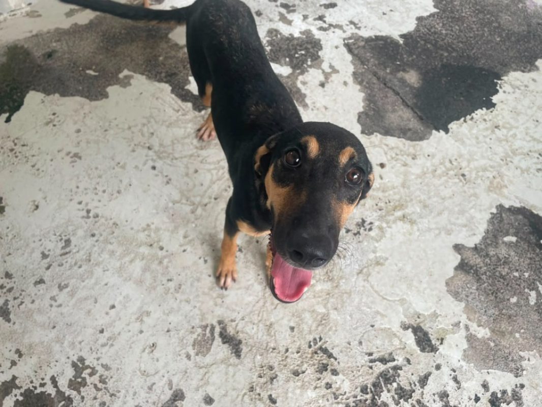 Mistinguette - Chien à adopter