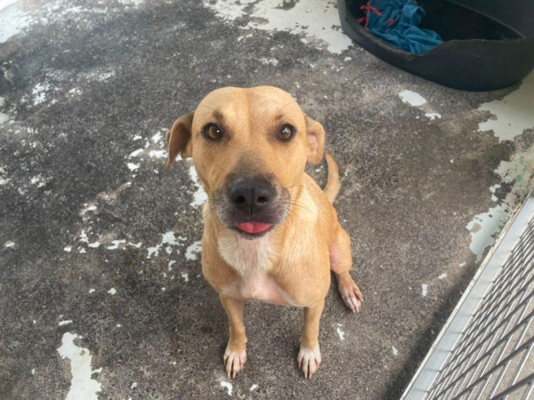 Gaufrette - Chien à adopter