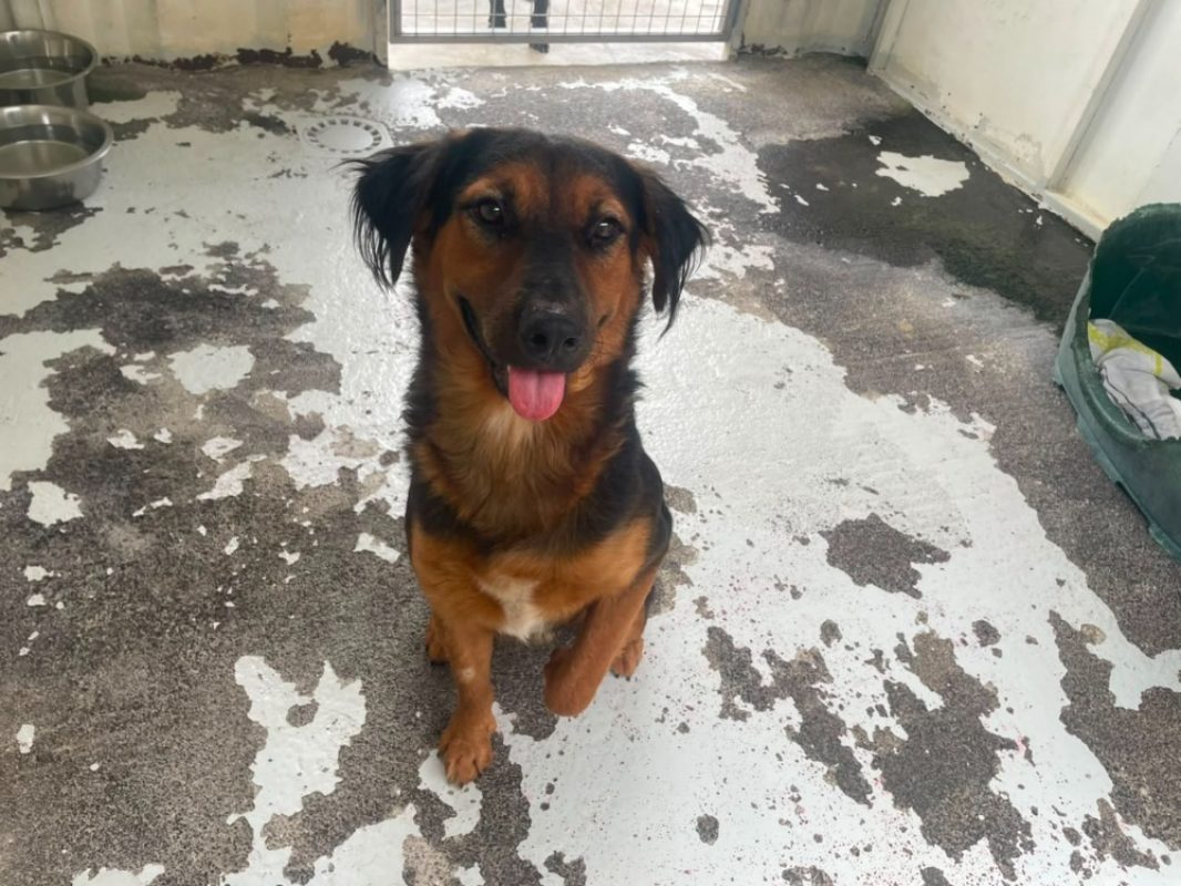 Odin - Chien à adopter