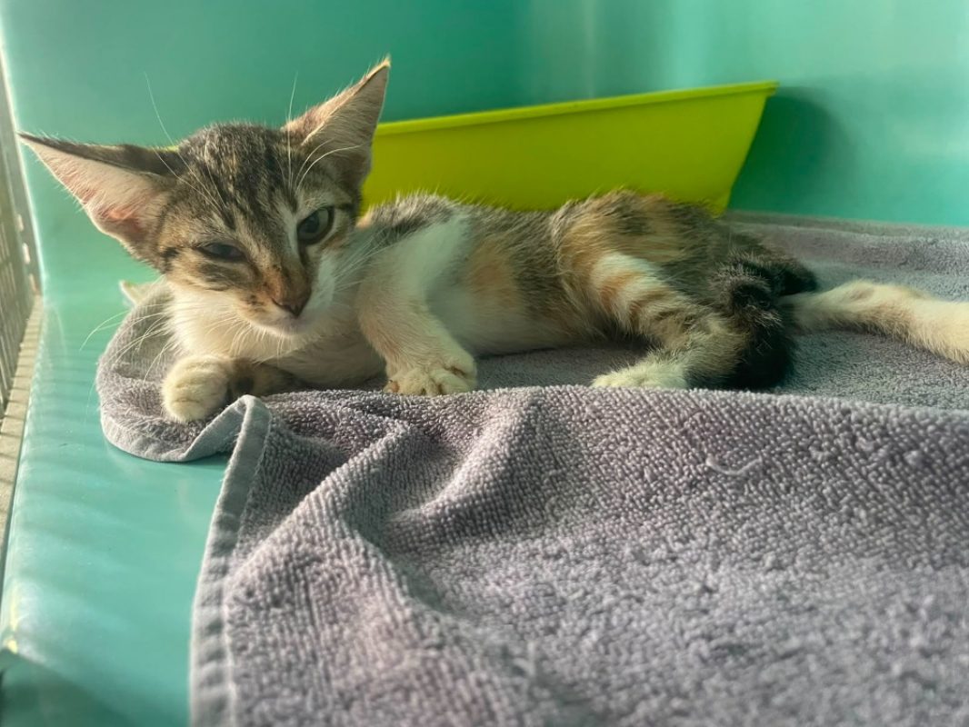 Fifi - Chat Européen à adopter