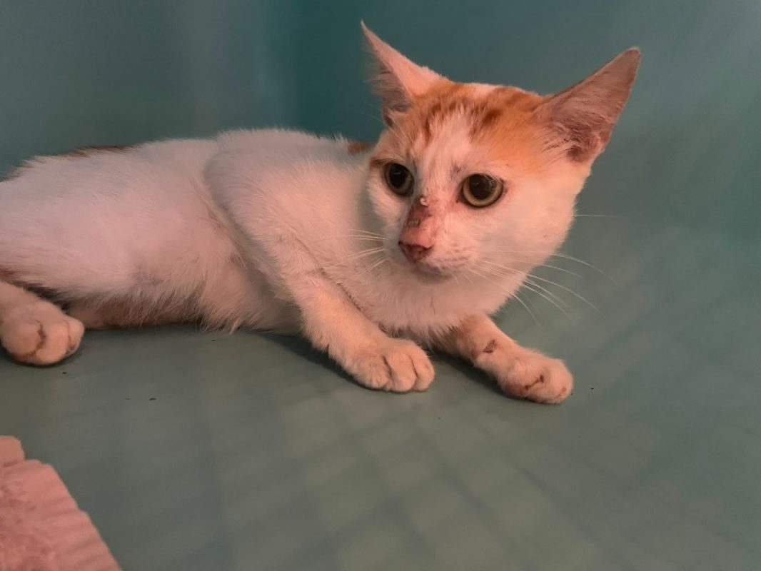 Cupidon - Chat Européen à adopter