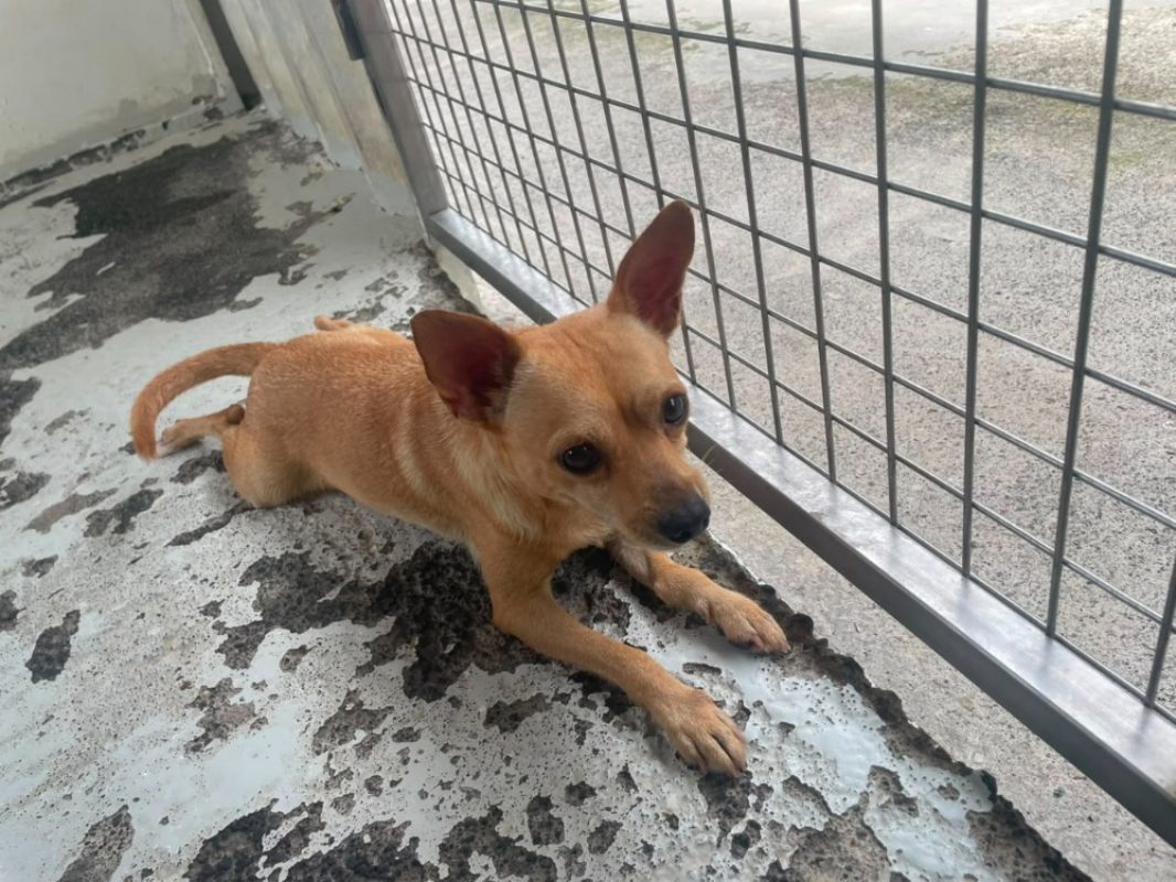 Joel - Chien à adopter