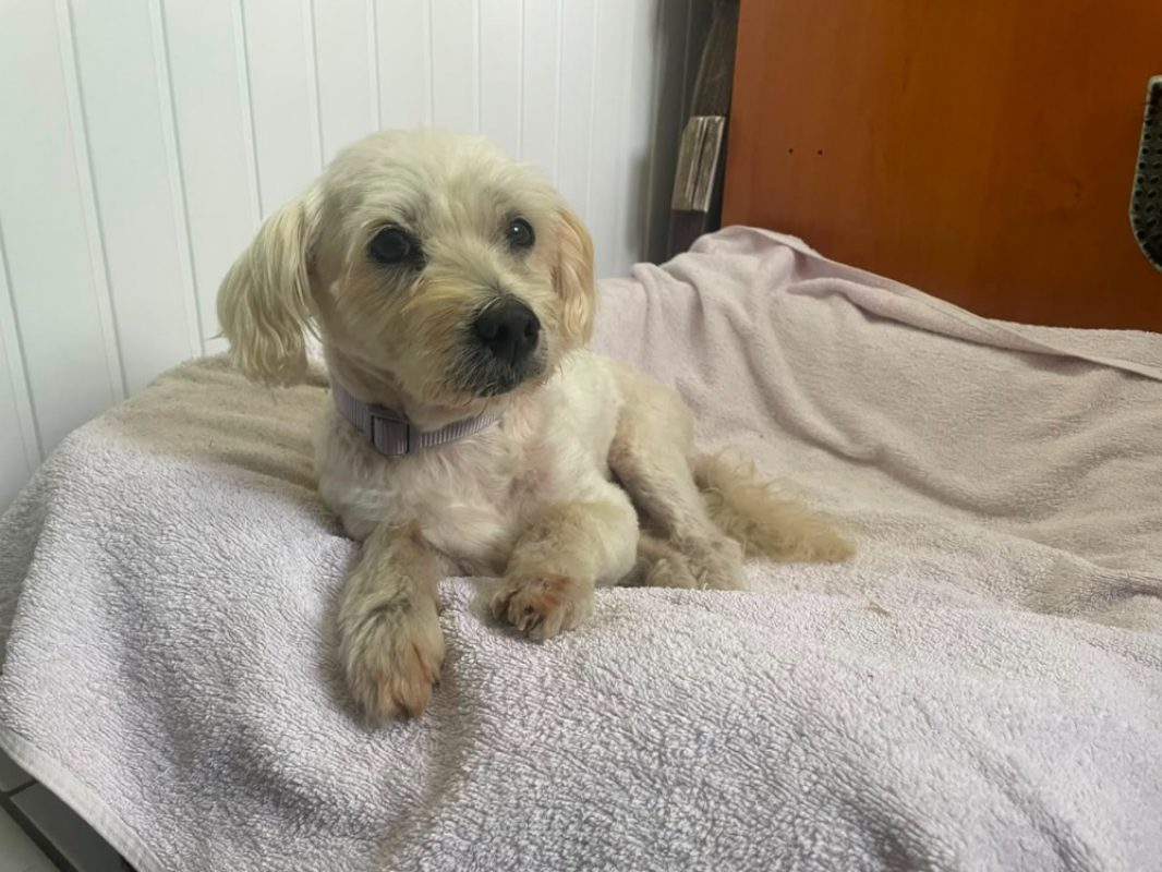 Billy - Chien Bichon à poil frisé à adopter