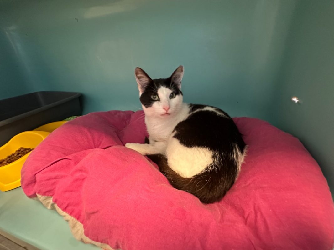 Mwiriwe - Chat Européen à adopter