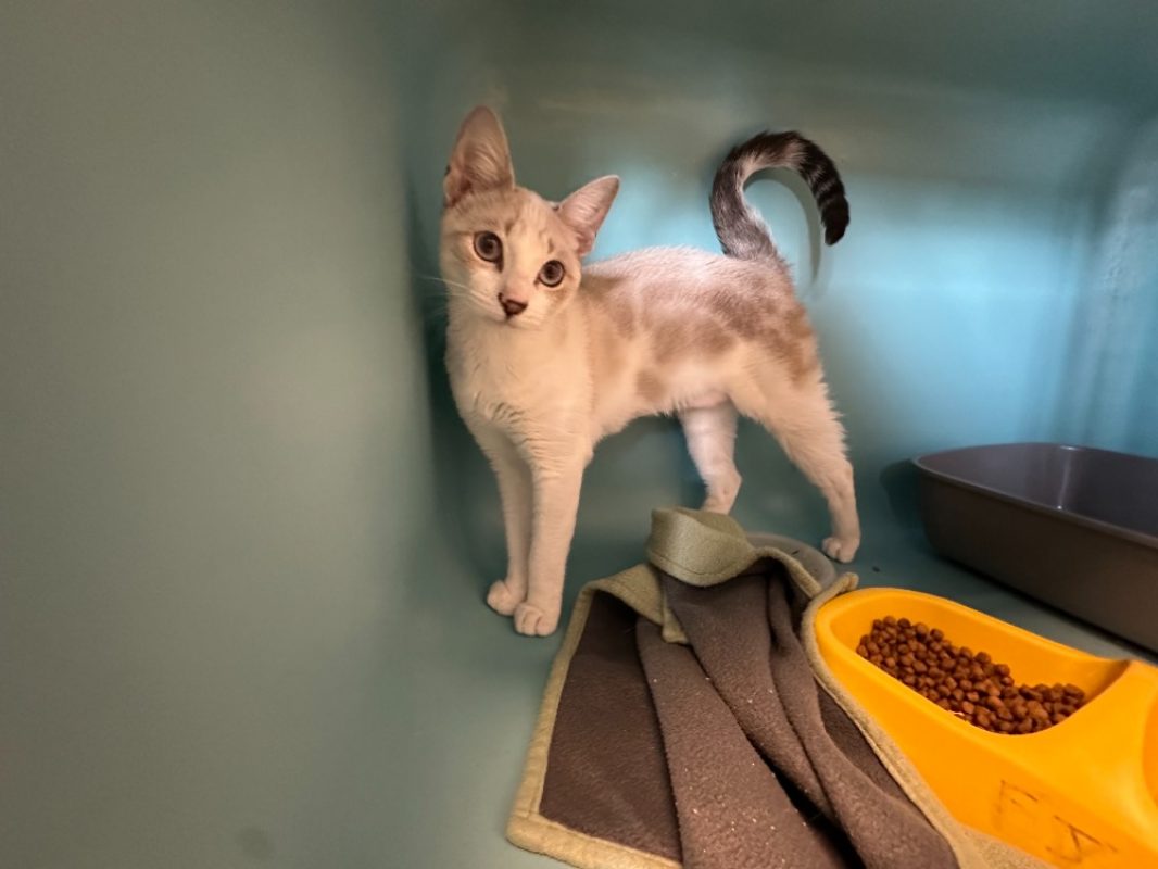 Alize - Chat Européen à adopter
