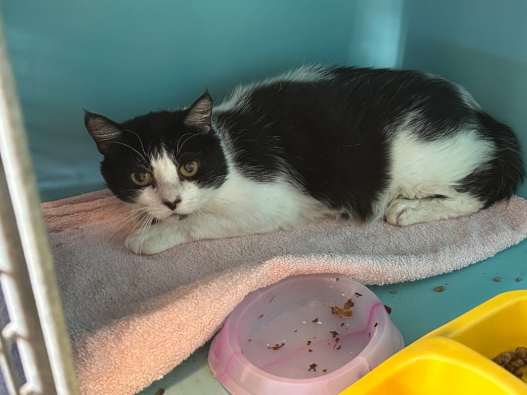 Armanzo - Chat Européen à adopter