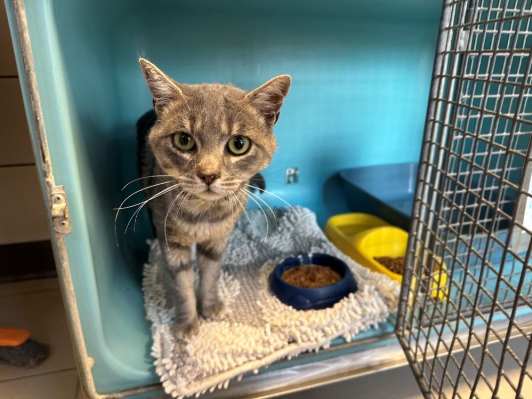Aldo - Chat Européen à adopter
