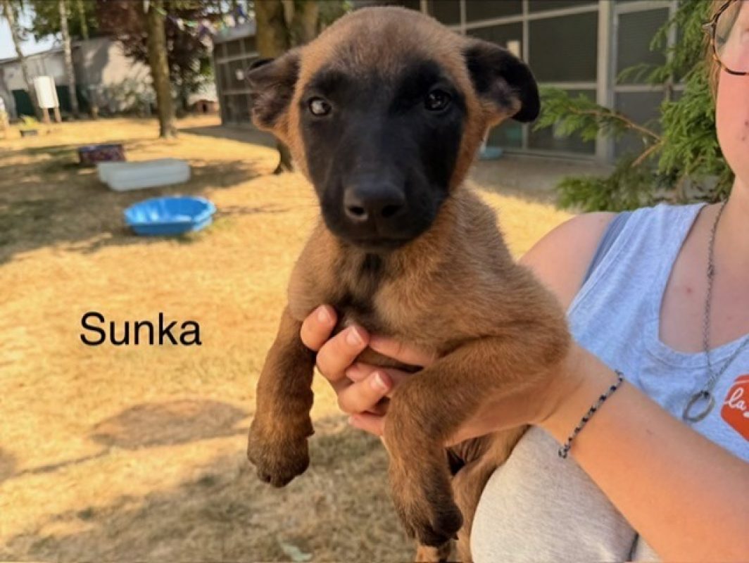Sunka - Chien Berger Belge Malinois à adopter