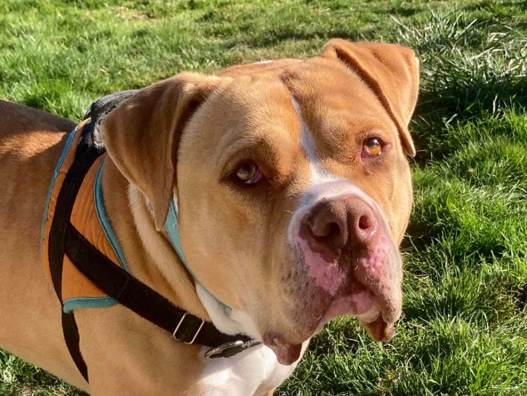 Saad - Chien American Bully à adopter