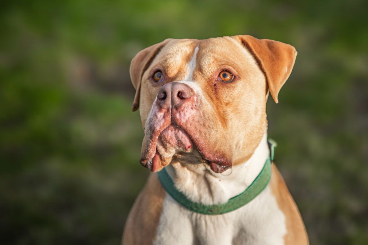 Saad - Chien American Bully à adopter - photo 2