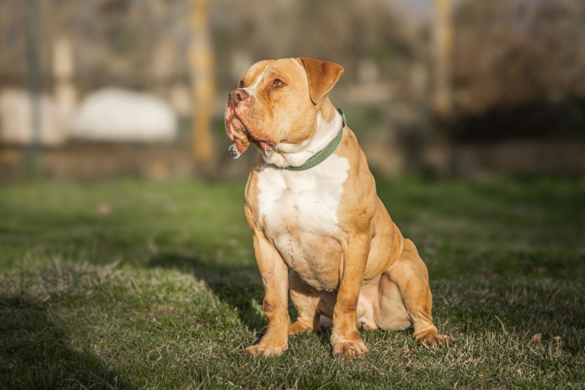Saad - Chien American Bully à adopter - photo 3
