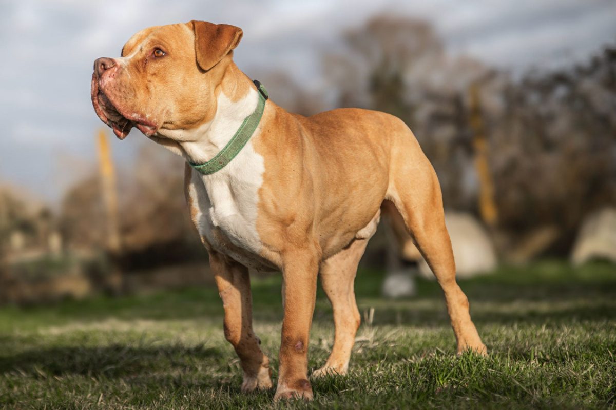 Saad - Chien American Bully à adopter - photo 4