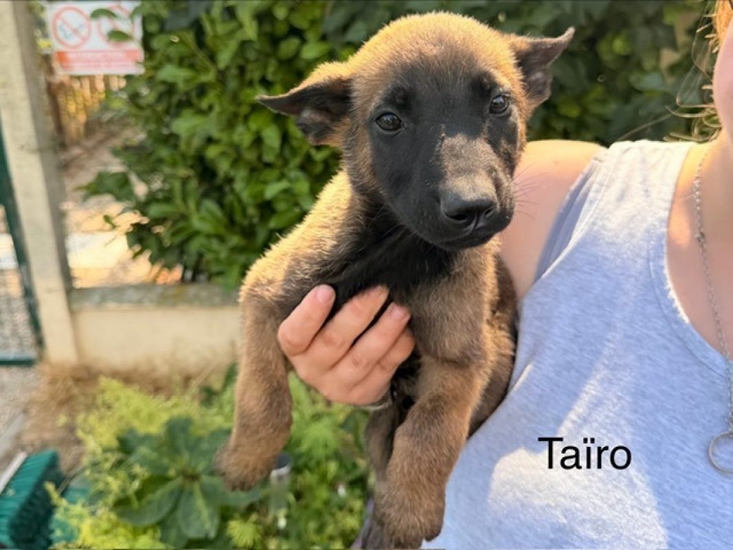 Taïro - Chien Berger Belge Malinois à adopter