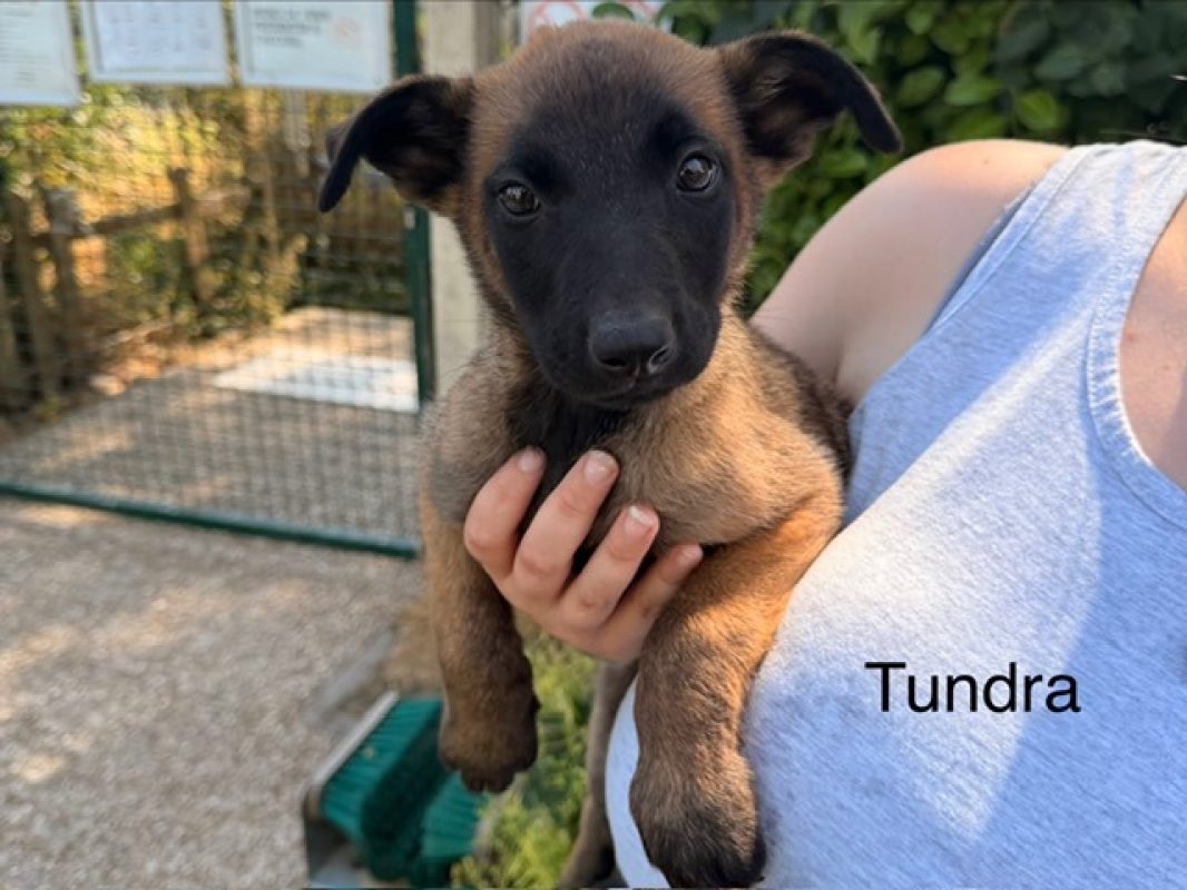 Tundra - Chien Berger Belge Malinois à adopter