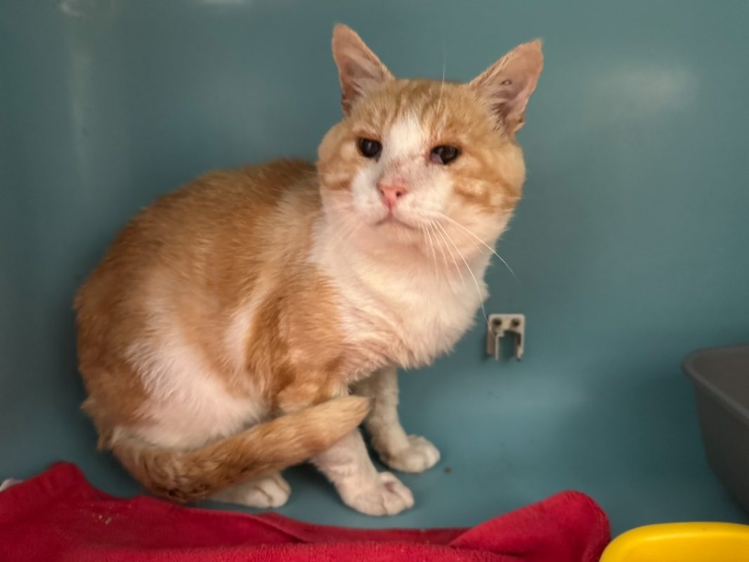 Kuli - Chat à adopter