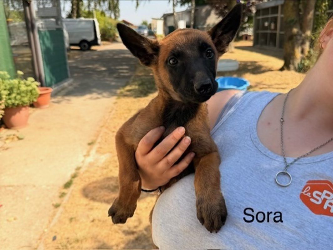 Sora - Chien Berger Belge Malinois à adopter