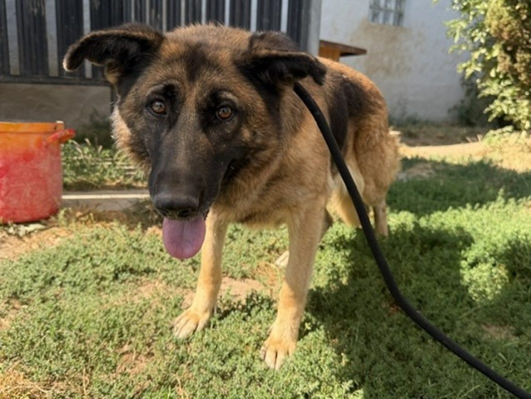 Salva - Chien Berger Allemand à adopter