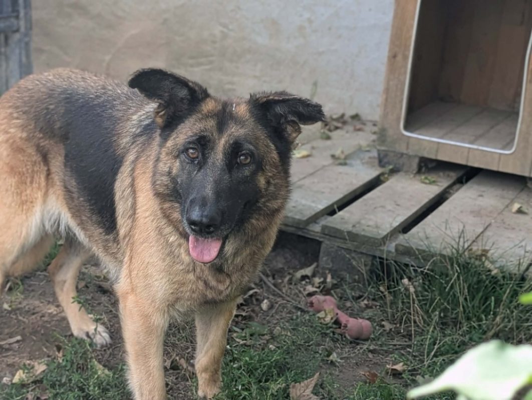 Salva - Chien Berger Allemand à adopter