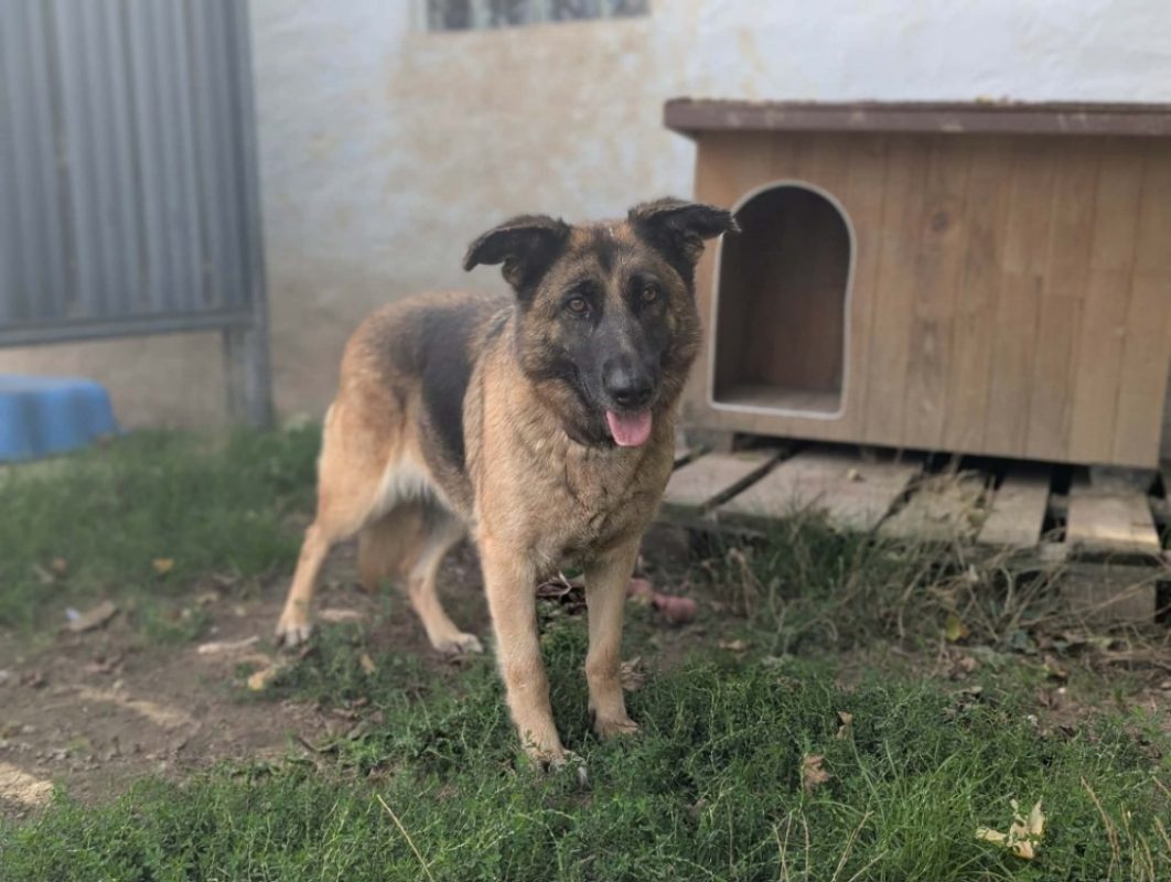 Salva - Chien Berger Allemand à adopter - photo 2