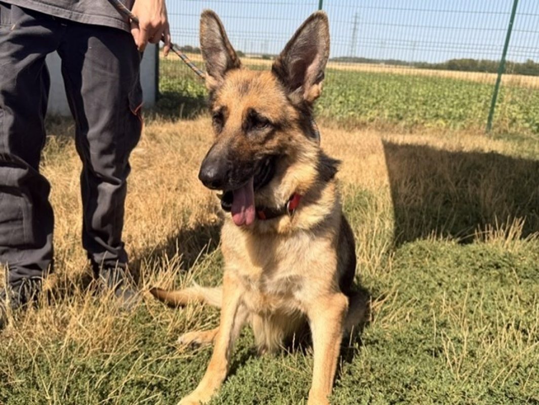 Ova - Chien Berger Allemand à adopter