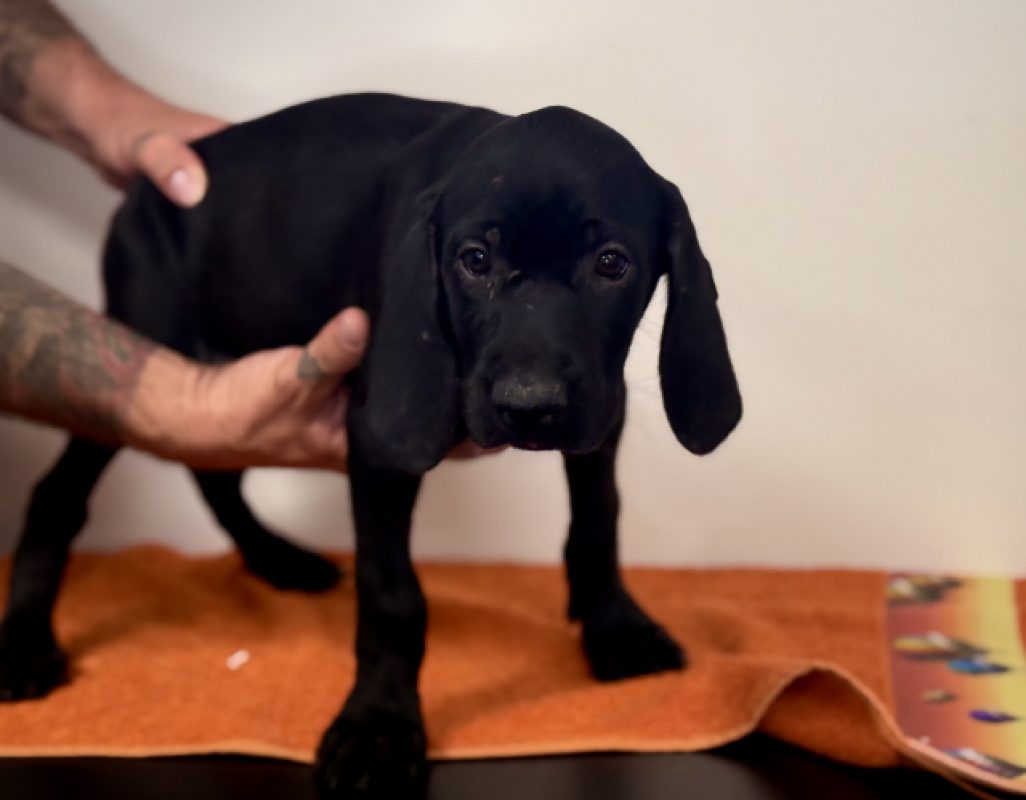 Dormeuse - Chien Braque allemand à poil court à adopter