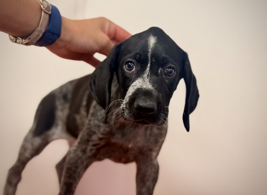 Atchoum - Chien Braque allemand à poil court à adopter