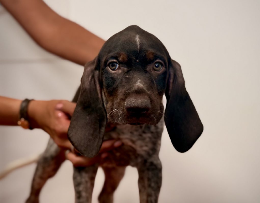 Grincheuse - Chien Braque allemand à poil court à adopter