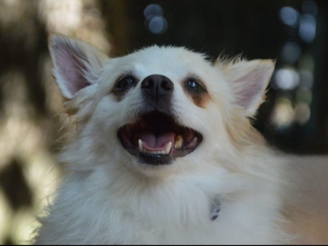 Orphee - Chien Spitz Allemand à adopter