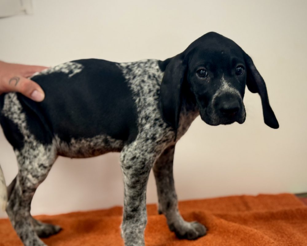 Timide - Chien Braque allemand à poil court à adopter