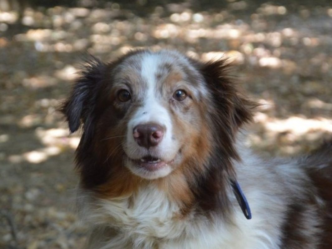 Thiana - Chien à adopter