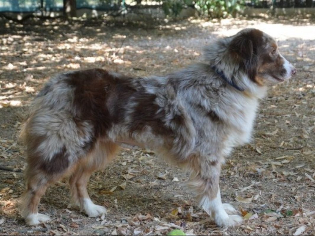 Thiana - Chien à adopter - photo 2