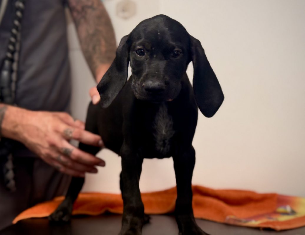 Joyeuse - Chien Braque allemand à poil court à adopter