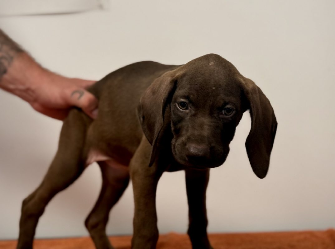Simplette - Chien Braque allemand à poil court à adopter