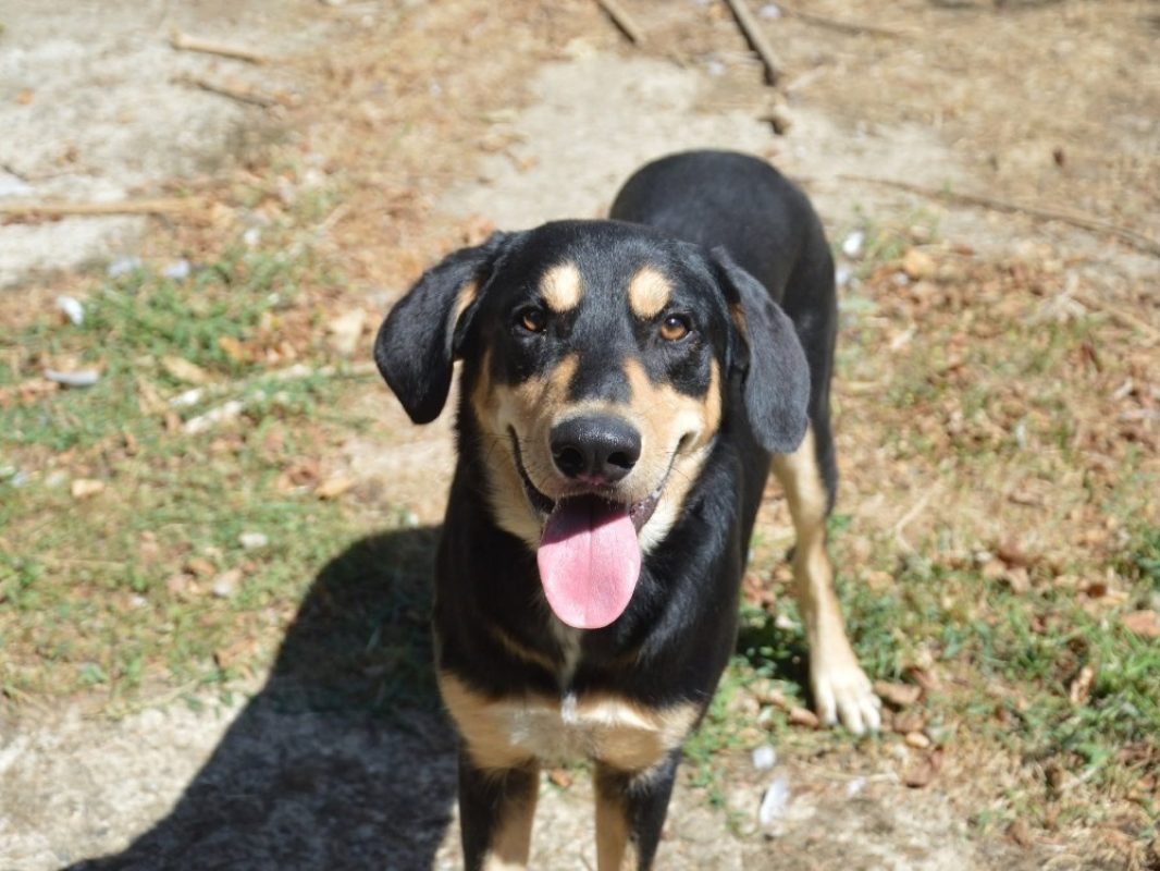 Atlas - Chien à adopter