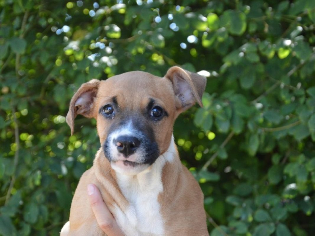 Titine - Chien à adopter