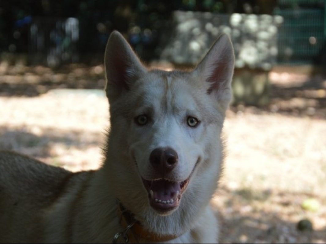 Balthazar - Chien Husky Sibérien à adopter