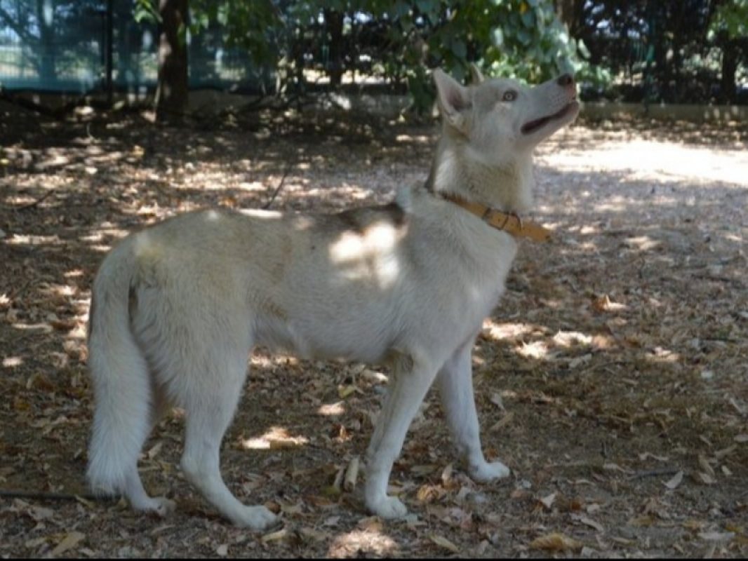 Balthazar - Chien Husky Sibérien à adopter - photo 2