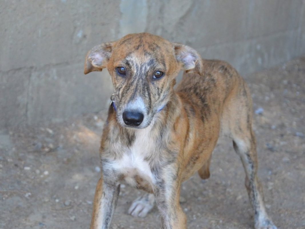Watson - Chien à adopter