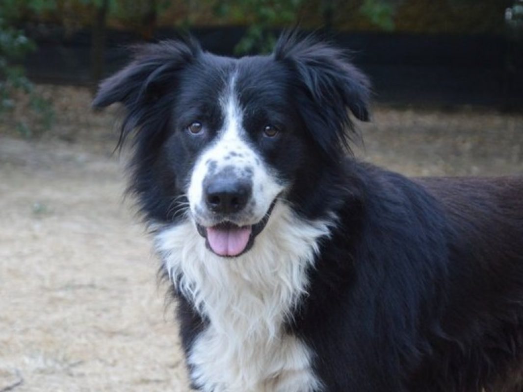 Cyrano - Chien Border Collie à adopter