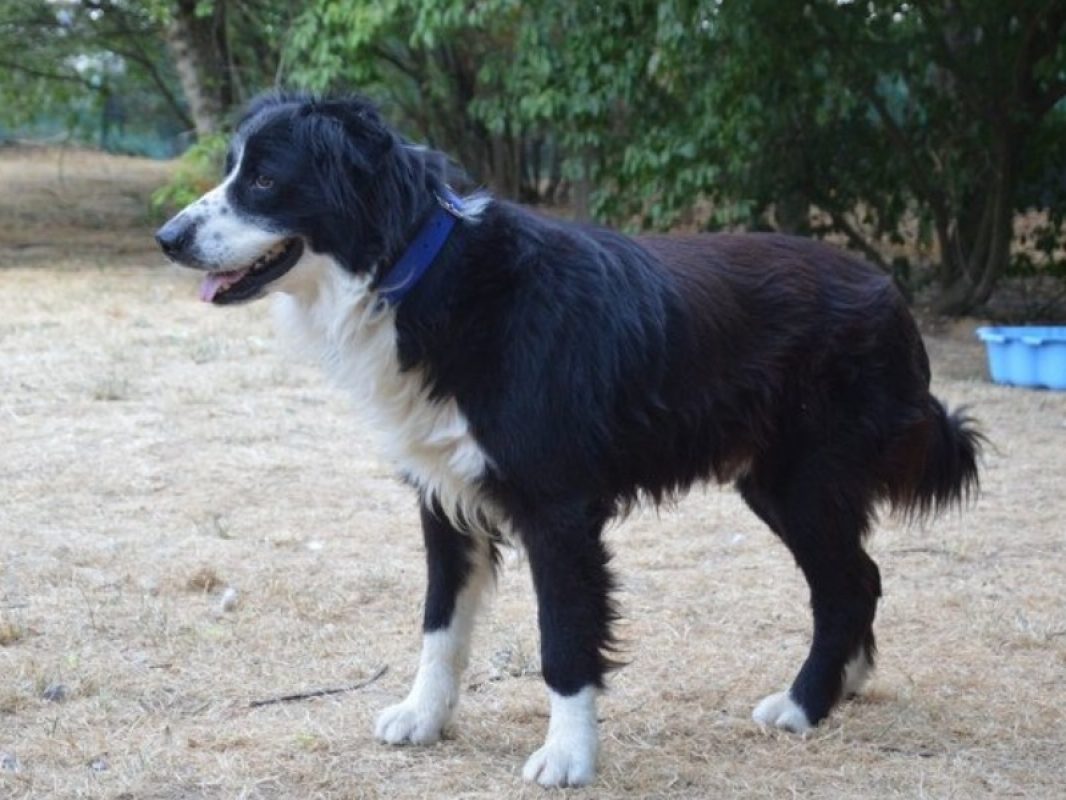Cyrano - Chien Border Collie à adopter - photo 2